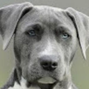 Meet your Posher, Ava